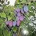 foto Pinkdose 2018 nuovi semi 100PCS organici semi di albero Melanzana Solanum Giardino ornamentale Fiore melanzane: 4 2024-2023