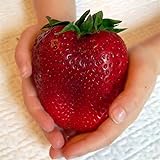 foto: acquista Semi sellify Egrow 100Pcs gigante rosso fragola Heirloom Super Seeds Giappone Strawberry Garden on-line, miglior prezzo EUR 3,40 nuovo 2024-2023 bestseller, recensione