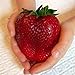 foto Semi sellify Egrow 100Pcs gigante rosso fragola Heirloom Super Seeds Giappone Strawberry Garden 2024-2023