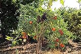 foto: acquista Portal Cool 150 semi Solanum torvum O Albero di spedizione libero della melanzana on-line, miglior prezzo  nuovo 2024-2023 bestseller, recensione