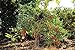 foto Portal Cool 150 semi Solanum torvum O Albero di spedizione libero della melanzana 2024-2023