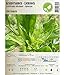foto Semi di erbe - Levistico - sedano di monte / Levisticum officinale - Apiaceae 100 Semi 2024-2023