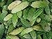 foto Asklepios-seeds - 25 Semi di Momordica charantia, Momordica charantia (ampalaya), zucca amara, melone amaro,karela, fu gwa e mara 2024-2023