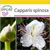 foto: acquista SAFLAX - Set per la coltivazione - Cappero - 25 semi - Capparis spinosa on-line, miglior prezzo EUR 9,75 nuovo 2024-2023 bestseller, recensione