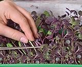 foto: acquista Microgreens - Ravanello - foglie giovani dal sapore unico - semi on-line, miglior prezzo EUR 4,09 nuovo 2024-2023 bestseller, recensione