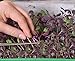 foto Microgreens - Ravanello - foglie giovani dal sapore unico - semi 2024-2023