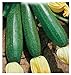 foto 40 C.ca Semi Zucchino Ambassador Hybrid - Cucurbita Pepo In Confezione Originale Prodotto in Italia - Zucchine 2024-2023