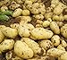 foto Pinkdose 100pcs Giant & amp; I semi di patate viola anti-rughe Nutrizione verde vegetale per il giardino domestico di semina di piante di patate giardino Rare: 5 2024-2023