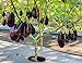 foto Pinkdose 100pcs / pack. Purple melanzane Semi Semi di ortaggi tutto rara pianta bonsai colore melanzana per i rifornimenti di giardino domestiche di trasporto libero: 7 2024-2023