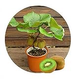 foto: acquista Kiwi semi della frutta, piante in vaso, MIN albero nutrizione è ricca, bella, bonsai, seme di verdure melone - 10 pc / lotto on-line, miglior prezzo EUR 1,29 nuovo 2024-2023 bestseller, recensione