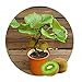 foto Kiwi semi della frutta, piante in vaso, MIN albero nutrizione è ricca, bella, bonsai, seme di verdure melone - 10 pc / lotto 2024-2023
