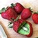 foto Kisshes Giardino - Raro innesto di semi di kiwi fragola Semi di frutta biologica dolce per la tua casa o balcone bello e multicolore 2024-2023
