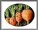 foto 300 + Atlante Turno carota Semi ~ Cute Baby Carrots! Tipo di mercato parigino Veggie US 2024-2023