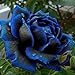 foto Ncient 20/50 Semi Sementi di Rosa Mezzanotte Blu Midnight Rose Semi di Fiori Rari Pianta Profumati per Orto Giardino Balcone Interni ed Esterni 2024-2023