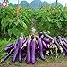 foto Pinkdose 100pcs / pack. Purple melanzane Semi Semi di ortaggi tutto rara pianta bonsai colore melanzana per i rifornimenti di giardino domestiche di trasporto libero: 9 2024-2023