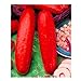 foto 10pcs / lot Red cetriolo semi deliziose verdure delle piante da frutto BonsaïPianta 2024-2023
