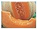 foto 150 C.ca Semi Melone Top Mark - Cucumis Melo In Confezione Originale Prodotto in Italia - Meloni 2024-2023