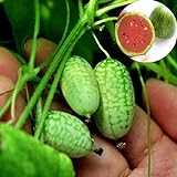foto: acquista Rosepoem Mini 10pcs Semi di anguria Semi di piante ornamentali Semi di frutta on-line, miglior prezzo EUR 8,99 nuovo 2024-2023 bestseller, recensione
