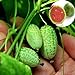 foto Rosepoem Mini 10pcs Semi di anguria Semi di piante ornamentali Semi di frutta 2024-2023