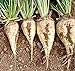foto Barbabietole da zucchero bianco di barbabietola dolce non-OGM vegetale foraggi - 5 gr ~ 180 semi trattati 2024-2023