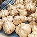 foto Pinkdose 6 pc/sacchetto di patate dolci Jicama/Yam Bean Giardino Frutta E Verdura Bonsai Pot di trasporto rapida crescita delle piante Cortile 2024-2023