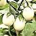 foto Semi di uova d'uovo di melanzane - Solanum melongena 2024-2023