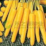 foto: acquista AGROBITS 100 semi/pack di semi di carota gialla semi di ravanello verdure on-line, miglior prezzo EUR 8,71 nuovo 2024-2023 bestseller, recensione