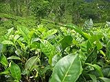 foto: acquista Asklepios-seeds - 25 Semi di Camellia sinensis La Camellia sinensis, la pianta del tè on-line, miglior prezzo EUR 5,99 nuovo 2024-2023 bestseller, recensione