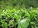 foto Asklepios-seeds - 25 Semi di Camellia sinensis La Camellia sinensis, la pianta del tè 2024-2023