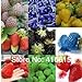 foto 12 tipi di semi di fragola diversi (verde, bianco, nero, rosso, blu, Giant, MINI, bonsai, normale Rosso, Pineberry fragola) 2024-2023