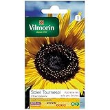 foto: acquista Vilmorin - Bustina semi Sole girasole fiore gigante on-line, miglior prezzo EUR 1,90 nuovo 2024-2023 bestseller, recensione