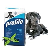 foto: acquista Prolife Puppy Giant 12 Kilogramm on-line, miglior prezzo EUR 44,75 nuovo 2024-2023 bestseller, recensione