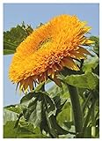 foto: acquista TROPICA - Girasole Orange Sun F1 (Helianthus annuus) - 60 Semi- Girasoli on-line, miglior prezzo EUR 3,50 nuovo 2024-2023 bestseller, recensione