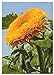 foto TROPICA - Girasole Orange Sun F1 (Helianthus annuus) - 60 Semi- Girasoli 2024-2023