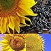 foto BigFamily 1Pack Semi di Girasole Fiore Bonsai Piante in vaso Helianthus Annuus per il giardino 2024-2023