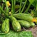 foto Semi di Zucchini Nimba - Cucurbita pepo 2024-2023