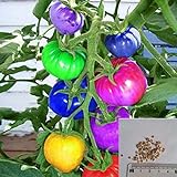 foto: acquista BigFamily 100Pcs Semi di pomodoro arcobaleno Semi di verdure bonsai colorati Home Garden Decor on-line, miglior prezzo EUR 3,98 nuovo 2024-2023 bestseller, recensione