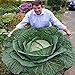 foto Generic 100 semi/bag rare gigante russo semi di cavolo, semi di ortaggi 95% + germinazione, verdure di alta qualità per giardinaggio 2024-2023