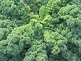 foto: acquista Portal Cool 75 sementi biologiche cavolo riccio blu VarietÃ  - Cavolo Brassica oleracea Superfood on-line, miglior prezzo EUR 9,99 nuovo 2024-2023 bestseller, recensione