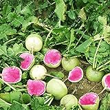 foto: acquista Shoopy Star 100PCS Cherry Belle ravanello Seeds Vegetables veloce Grow gigante facile coltivare ortaggi on-line, miglior prezzo  nuovo 2024-2023 bestseller, recensione