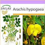 foto: acquista SAFLAX - Arachide - 8 semi - Arachis hypogaea on-line, miglior prezzo EUR 3,75 nuovo 2024-2023 bestseller, recensione