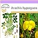 foto SAFLAX - Arachide - 8 semi - Arachis hypogaea 2024-2023