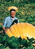 foto: acquista TROPICA - Zucca Gigante atlantico (Cucurbita maxima) - 7 Semi- Zucca on-line, miglior prezzo EUR 4,90 nuovo 2024-2023 bestseller, recensione