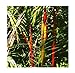 foto 5 Cyrtostachys renda rosso gambo giardino di palme Palma di cera semi #408 2024-2023