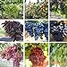 foto Pinkdose 50 semi-misto dita di semi d'uva-Bellezza piantina Nero Verde Arcobaleno-Zuccherino dolce uva frutta rossa per il giardino delle piante-Land Miracle 2024-2023