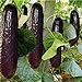 foto Pinkdose bonsai 100 pezzi rari viola cetriolo giapponese nero semi di cetriolo lunghi per la casa giardino semi verdure sane piante non-OGM 2024-2023