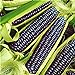 foto Pinkdose Rare Heirloom dolce arcobaleno di mais ibridi piante Buona Confezione 20 pc/pacchetto verdura colorata grano Cereali Semillas Piante Plantas: Viola 2024-2023