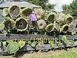 foto: acquista 20 pezzi semi di girasole gigante giganti grandi semi di fiori di girasole nero russo semi di girasole per il giardino di casa on-line, miglior prezzo EUR 10,99 nuovo 2024-2023 bestseller, recensione