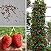 foto Ncient 20/50/100 Semi Sementi di Fragola Strawberry Trepa Semi Frutti Frutta Rari Profumati per Orto Giardino Balcone Interni ed Esterni 2024-2023