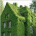 foto Edera rampicante giapponese semi di erba verde vite Parthenocissus Quinquefolia piante anti raggi di raggi ultravioletti per giardino domestico 20 pz/borsa 2024-2023